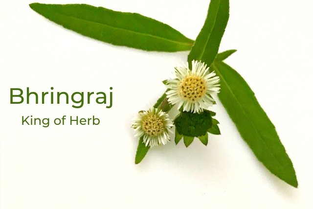 Bhringraj - The Herbal King of Hair Growth - Blue Nectar Ayurved