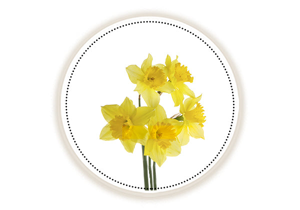 Daffodil for Skin care