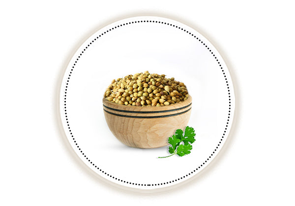 Coriander 