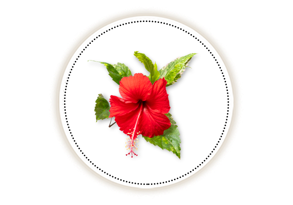 Hibiscus for Clear Skin